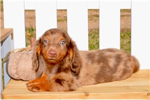 John - Dachshund, Mini for sale