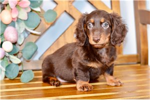 Juan - Dachshund, Mini for sale