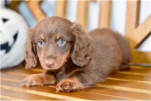 Jacob - puppy for sale