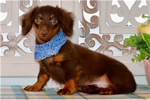 Stuart - Dachshund, Mini for sale