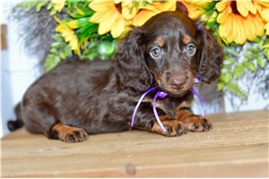 Tracie - Dachshund, Mini for sale