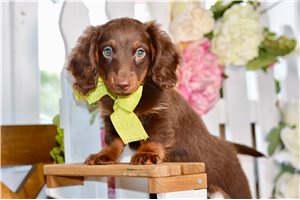 Trucker - Dachshund, Mini for sale