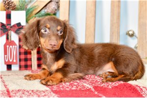 Levi - Dachshund, Mini for sale