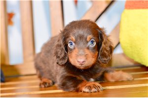 Joseph - puppy for sale