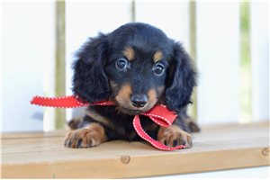 Irene - puppy for sale