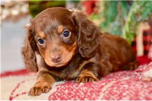 Celeste - Dachshund, Mini for sale