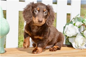 Juan - Dachshund, Mini for sale