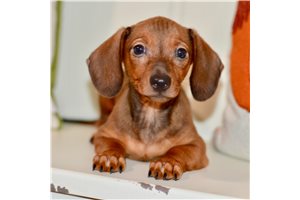 Jupiter - Dachshund, Mini for sale