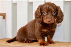 Sara - Dachshund, Mini for sale