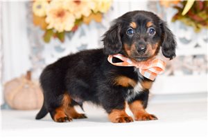 Mikey - puppy for sale