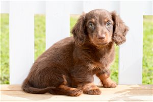 Trucker - Dachshund, Mini for sale