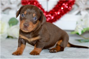 Judah - puppy for sale