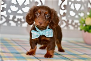 Sara - Dachshund, Mini for sale