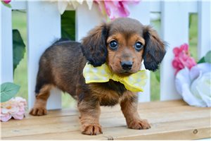 Storm - Dachshund, Mini for sale