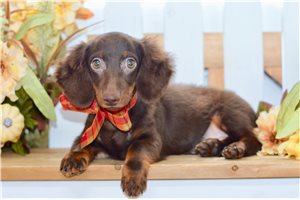 Steve - Mini Dachshund for sale