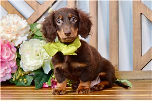 Juan - Dachshund, Mini for sale
