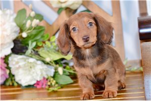 Gidget - Dachshund, Mini for sale