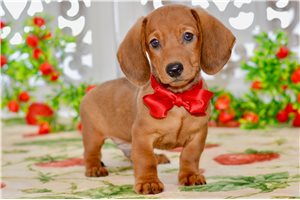 Travis - Dachshund, Mini for sale