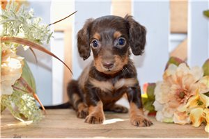 Ruby - Mini Dachshund for sale