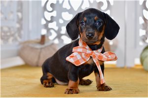 Donna - Mini Dachshund for sale
