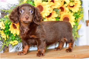 Steve - Dachshund, Mini for sale