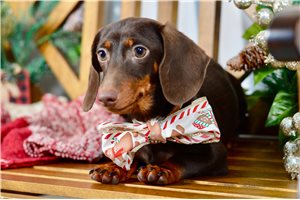 Iverson - Dachshund, Mini for sale