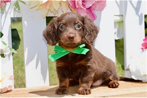 Steve - Dachshund, Mini for sale