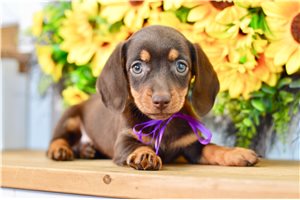 Tessa - Dachshund, Mini for sale