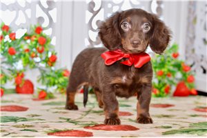 Steve - Dachshund, Mini for sale
