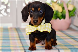 Joseph - Dachshund, Mini for sale
