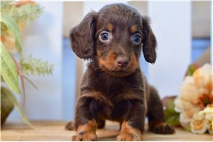 Romelo - Mini Dachshund for sale