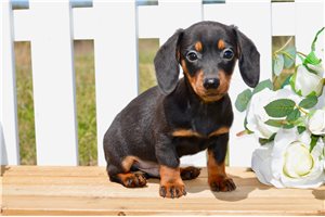 Joseph - Dachshund, Mini for sale
