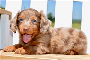Theodore - Dachshund, Mini for sale