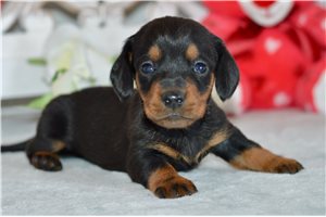 Joseph - puppy for sale