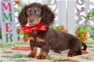 Tommy - Dachshund, Mini for sale
