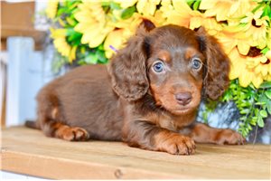 Tonka - Dachshund, Mini for sale