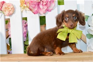 Stuart - Dachshund, Mini for sale