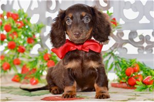 Tracie - Mini Dachshund for sale