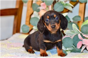 Joseph - Mini Dachshund for sale