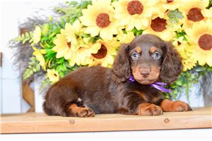 Tommy - Dachshund, Mini for sale