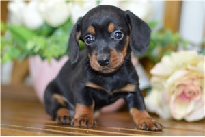 Joseph - Mini Dachshund for sale