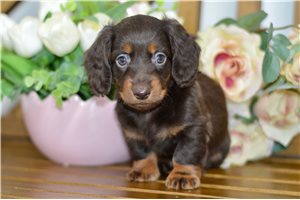 Juan - Dachshund, Mini for sale