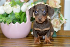 Judah - Dachshund, Mini for sale