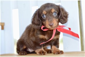 Isis - puppy for sale