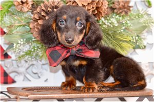 Mallard - puppy for sale