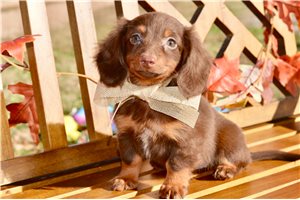 Leni - puppy for sale