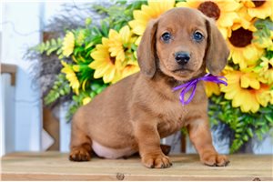 Travis - Dachshund, Mini for sale