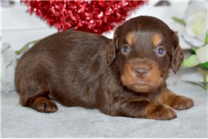 Joanna - puppy for sale