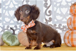 Steve - Mini Dachshund for sale