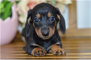 Jordi - Dachshund, Mini for sale